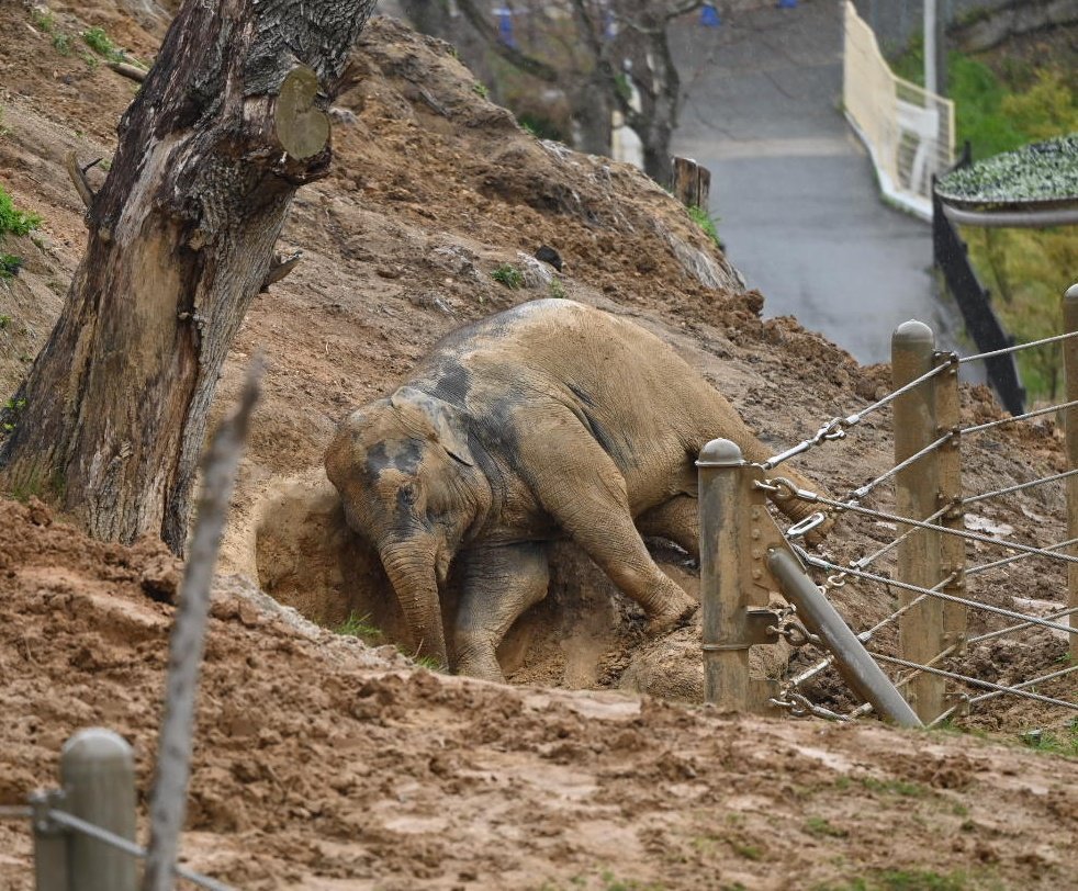 chizu_xiang tweet media