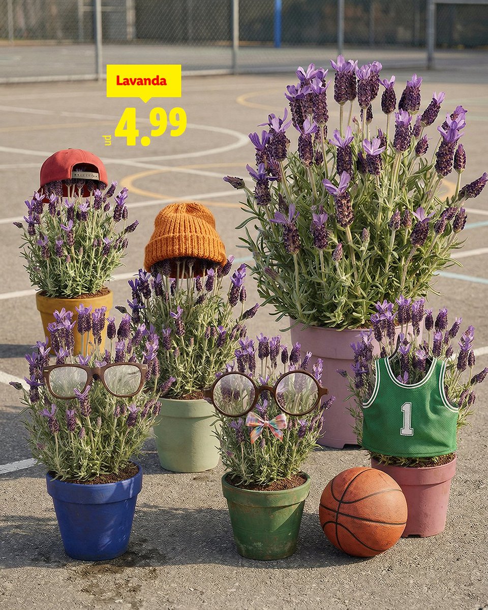 Lavanda del patio 📺

Castigados...¡por oler tan bien!