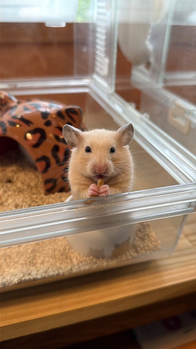 MOGUMOGUCAFE3's tweet image. お皿の上に乗って上手に食べてる🍪
かわいぃぃぃい😭💘

本日も沢山のご来店ありがとうございました🌠
明日も11時よりオープンいたします🧚🏻‍♀️🌙

☎︎03-3404-1180 （ご予約はお電話からでもOK🙆‍♀️）
#ハムスター　#hamster #햄스터　#倉鼠 #ハムスターカフェ