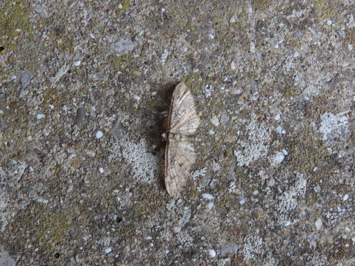 John Williams tweet media