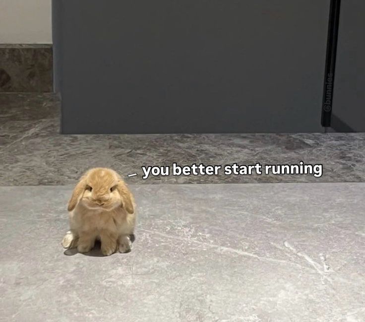 WHY YOU SHOULD HAVE A BUNNIES tweet media