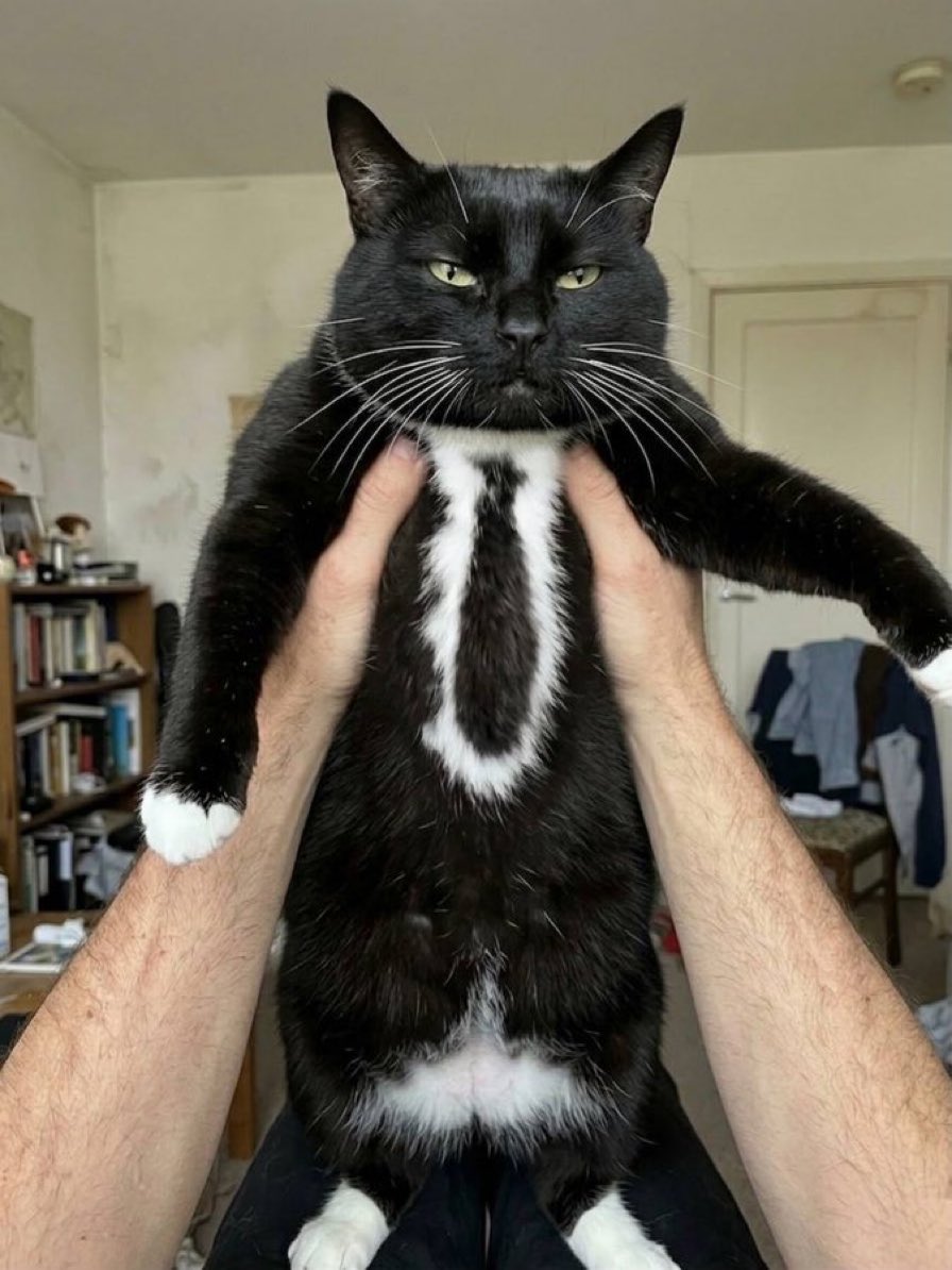 ネコの時間 tweet media