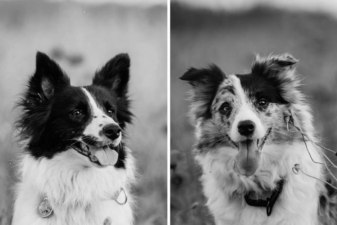 Дикий Петербург tweet media