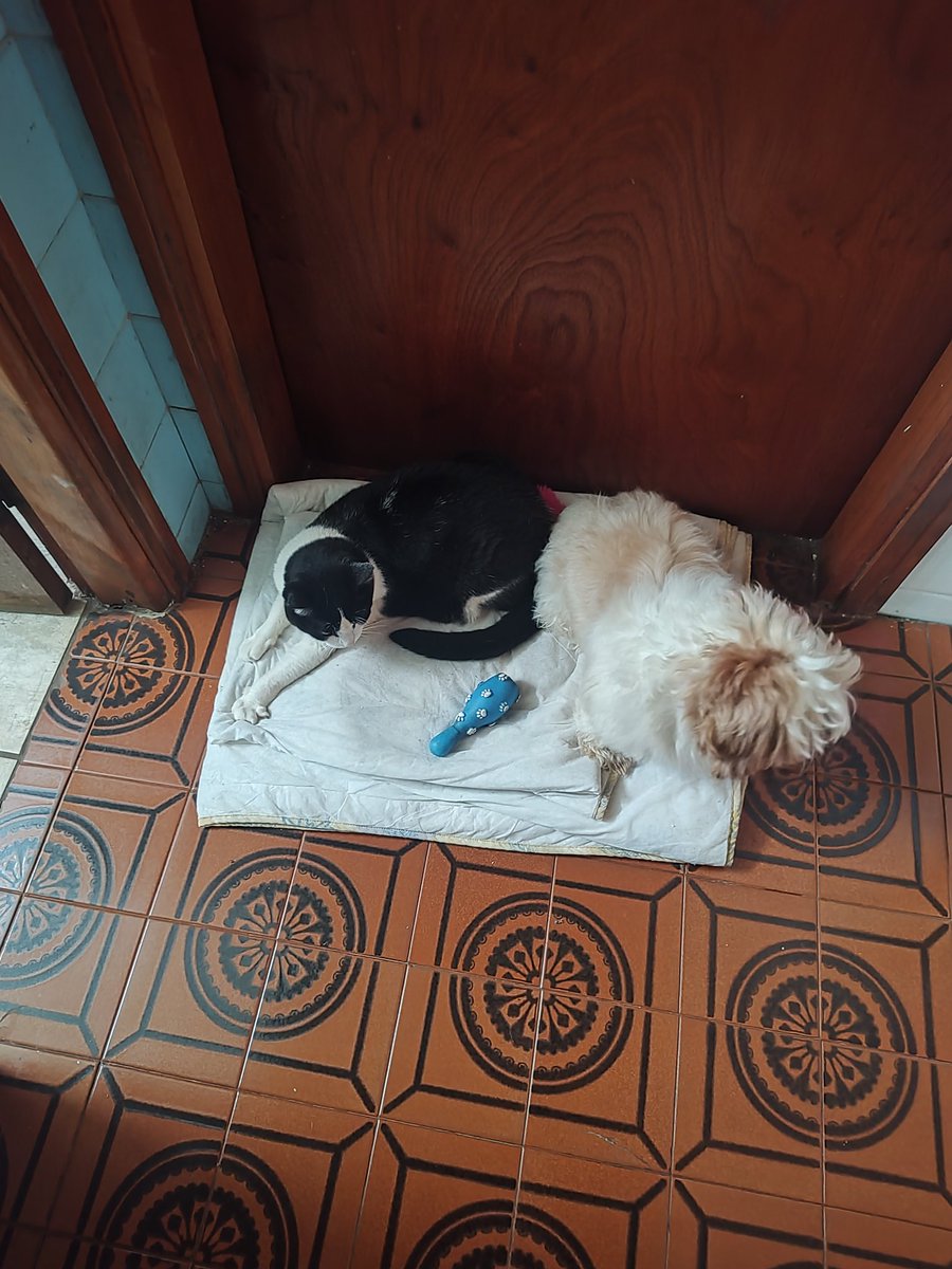 Gabiroba tweet media