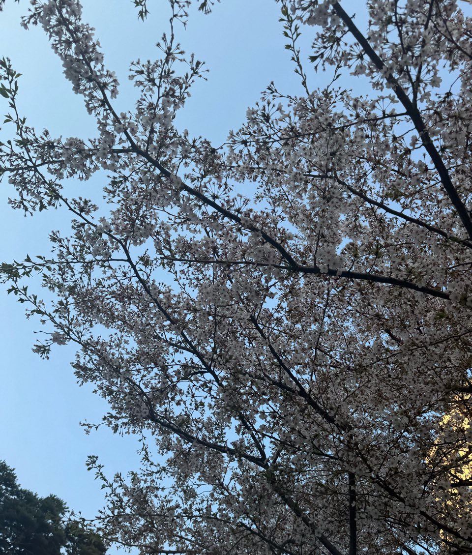 지킁｡｡ tweet media