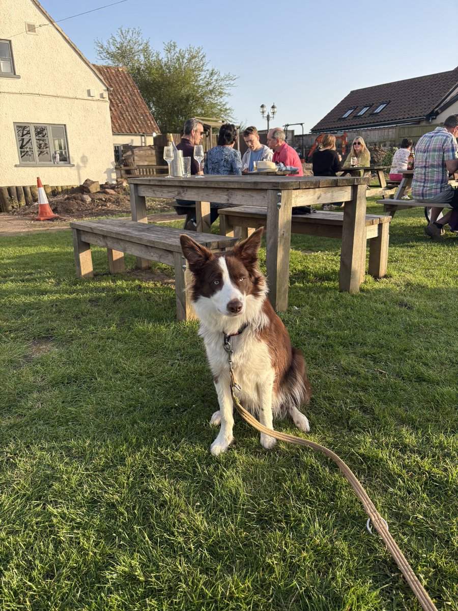 PipTheBorderCollie tweet media