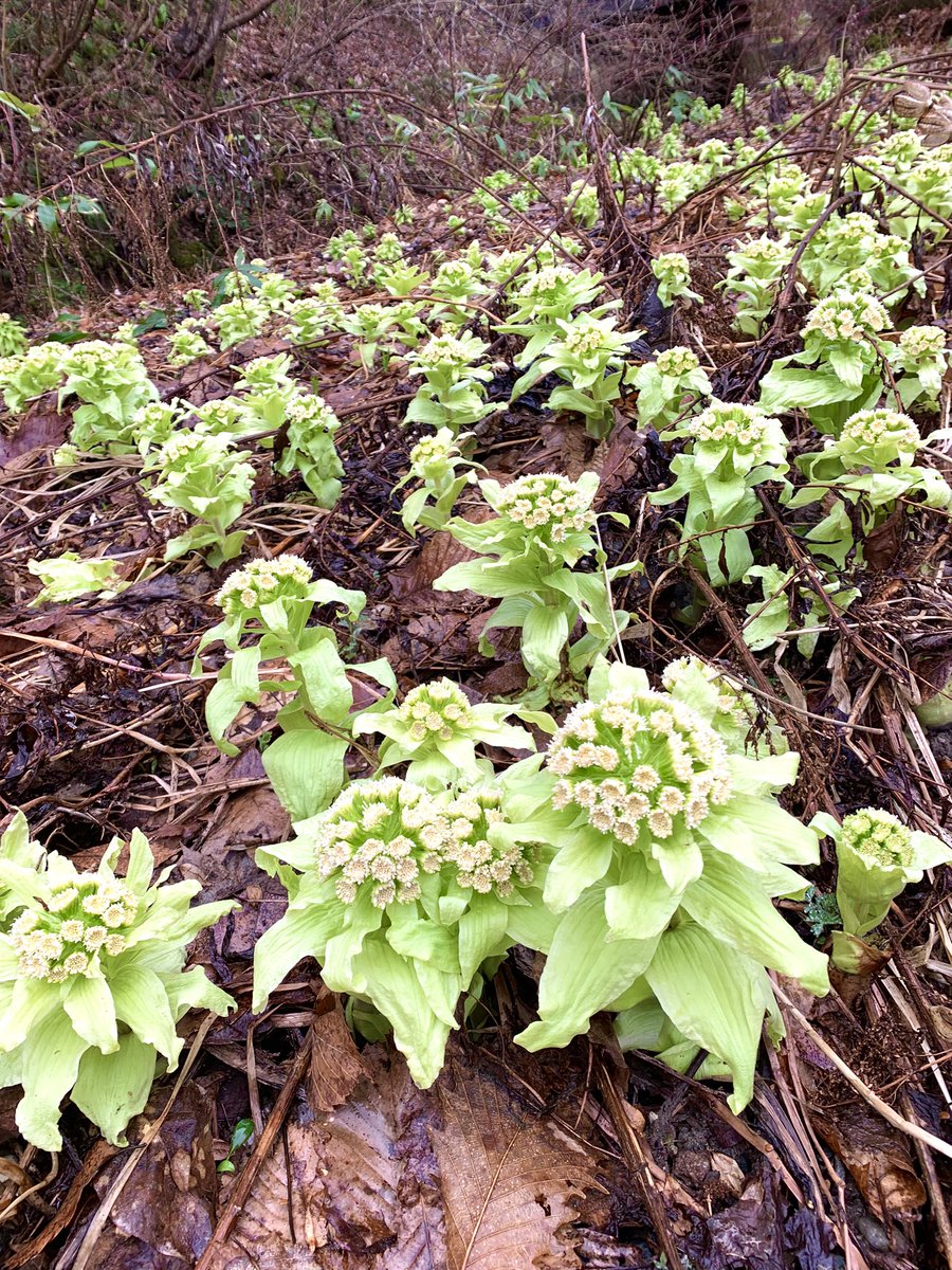 マルズ tweet media