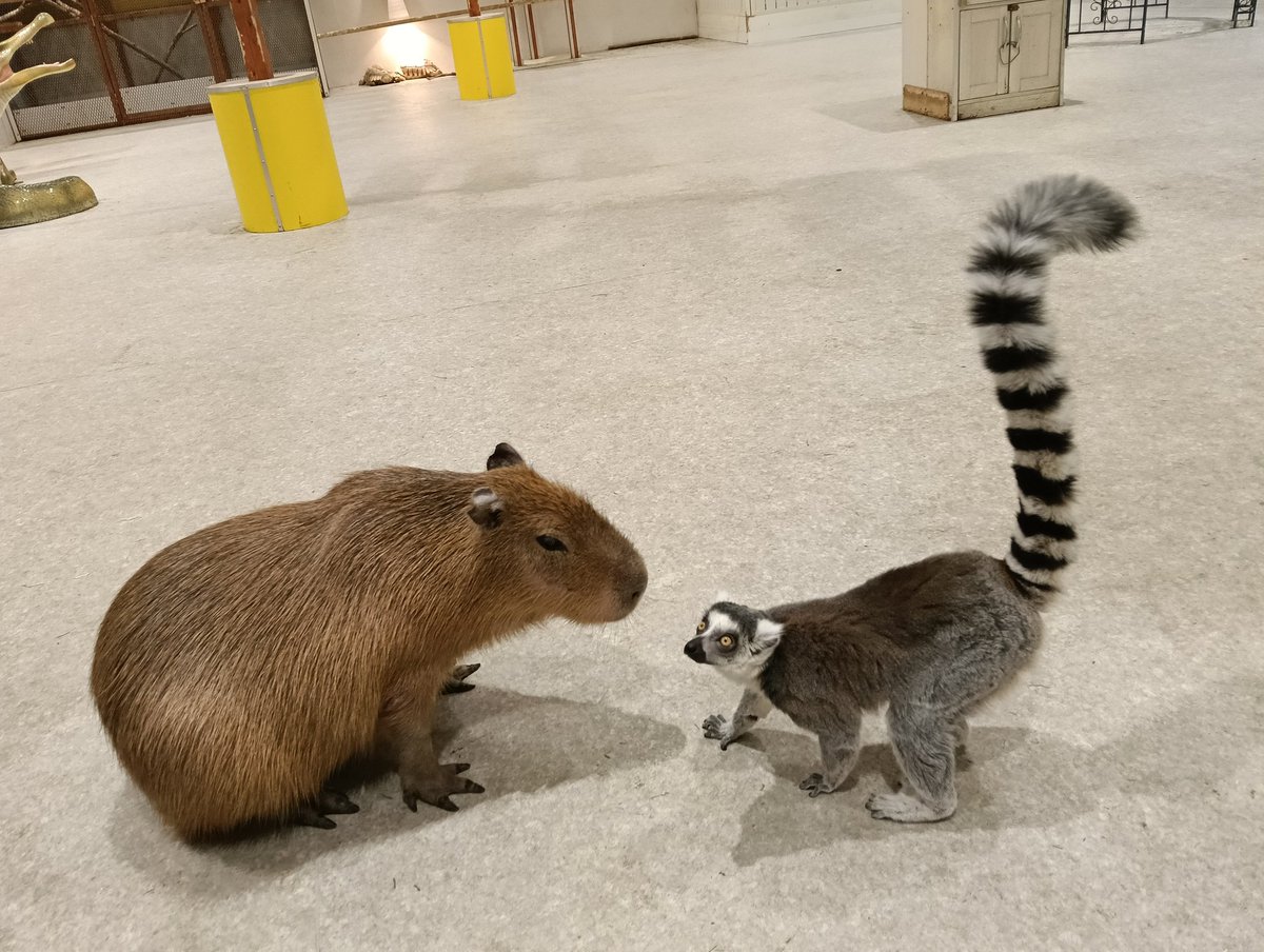 お話ししているカピ&amp;ワオ☺️
#カピバラ
#ワオキツネザル
#アニタッチ東京ドームシティ