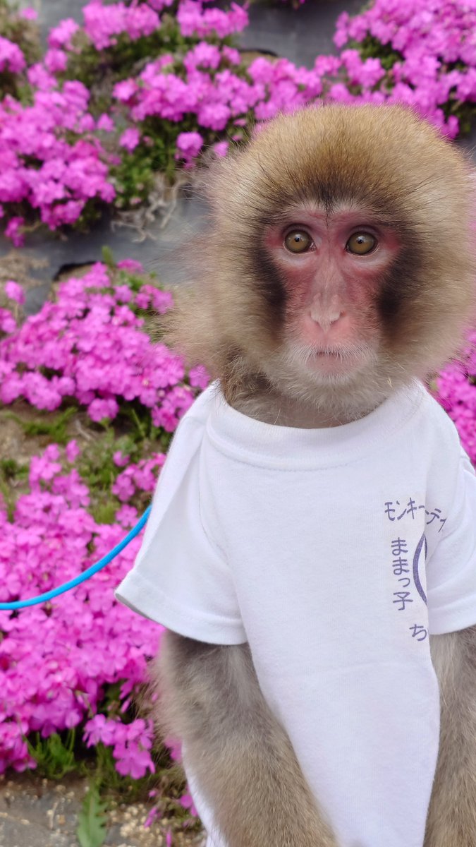 あすかパパ tweet media