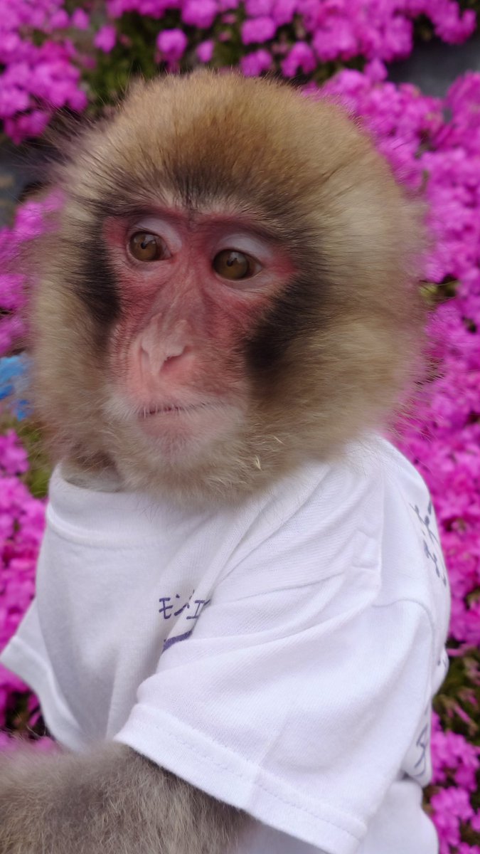 あすかパパ tweet media