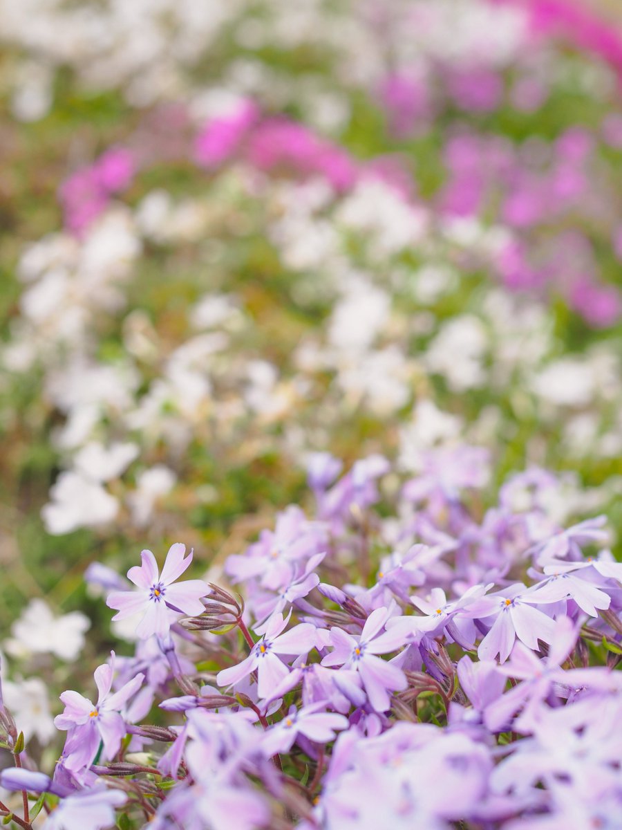 🍀なついろ🍀 tweet media