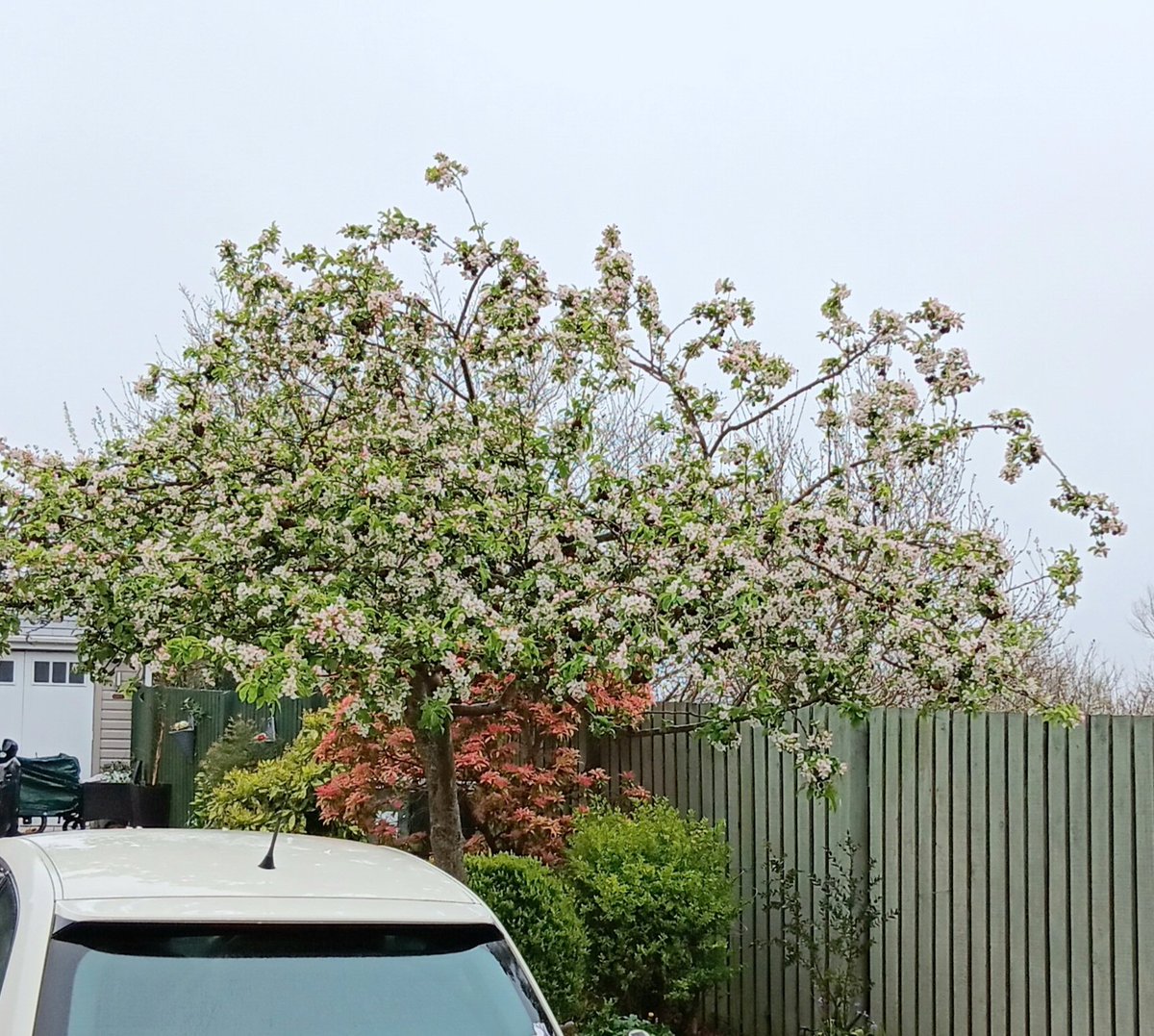 Yay 😒. It's the "Moan About Petals On The Car" season again. I'll hear this daily now from hubby 'til the last flower falls! 🤦🏻‍♀️Still moaning about the cherries which are falling. On the drive.  And the groove below the windscreen, where they bounce joyfully when driving 😂