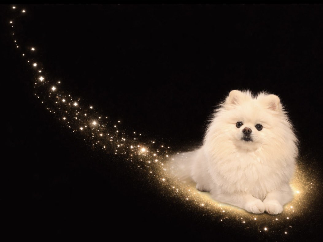 伊之助ボディになるまで毎日腹筋ローラー tweet media