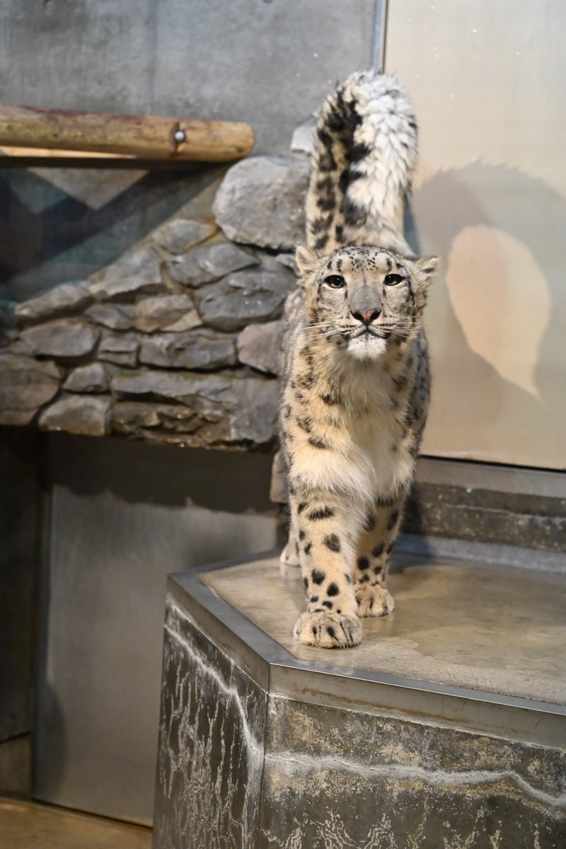 かのん@ぐんまにぃさん tweet media