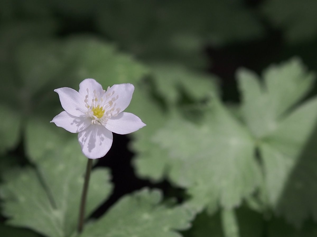 きょろ tweet media