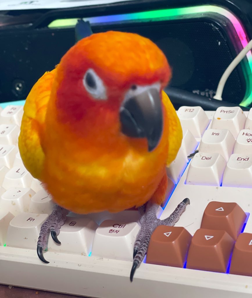 감보리 tweet media