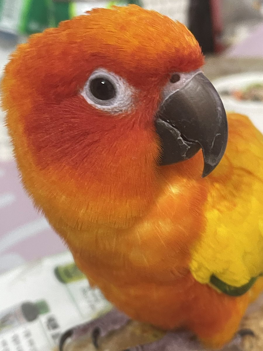 감보리 tweet media