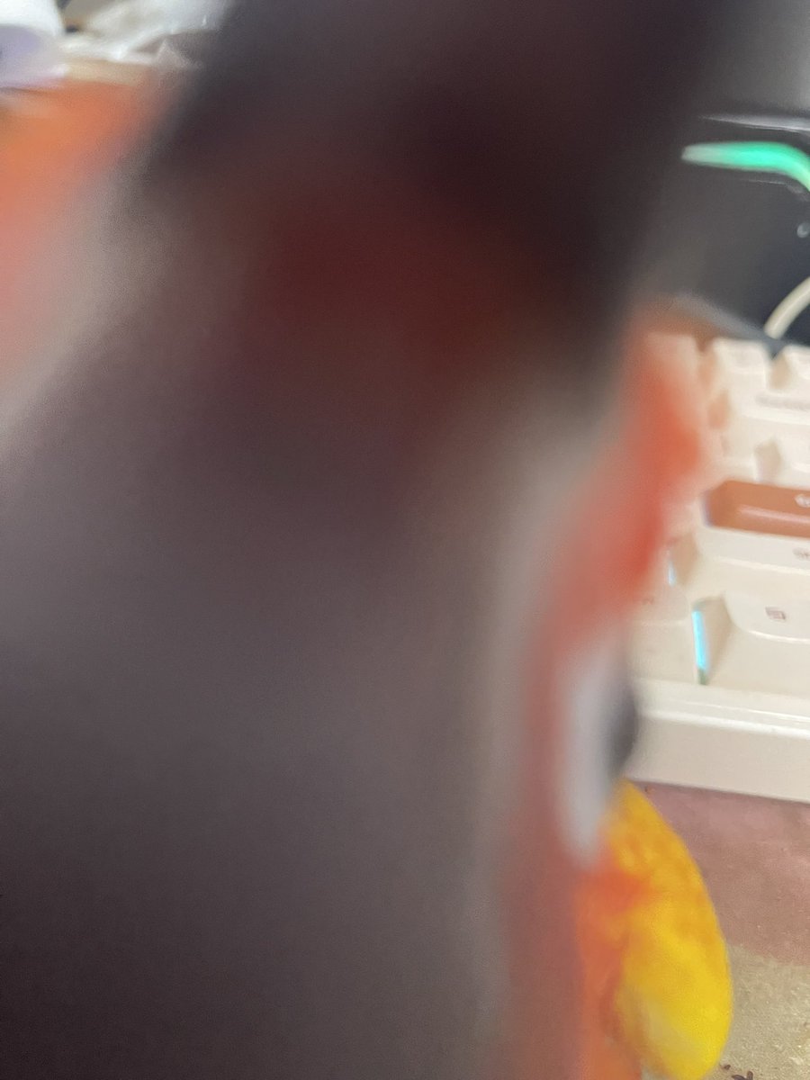 감보리 tweet media