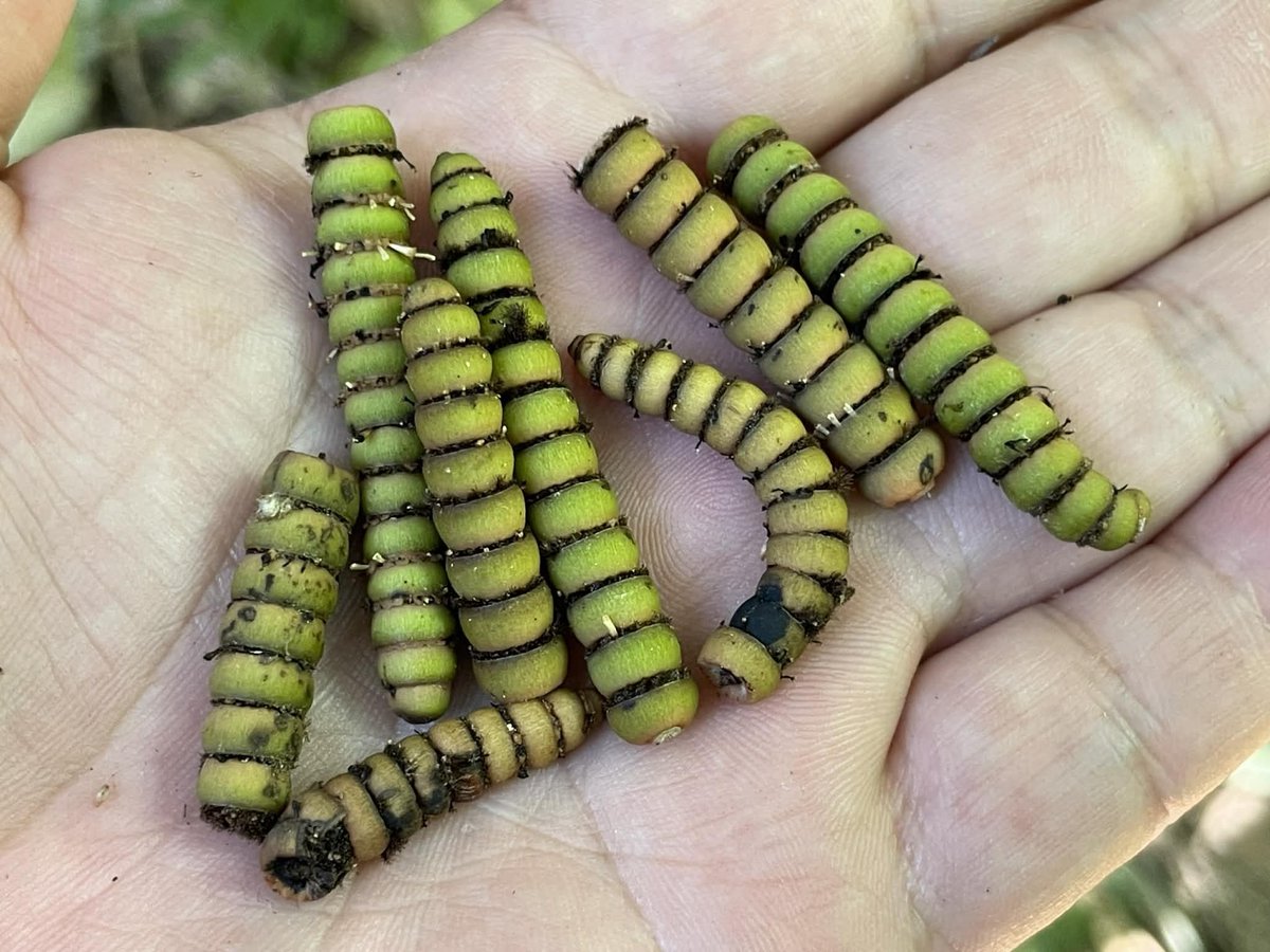 Tomoki SANDO tweet media