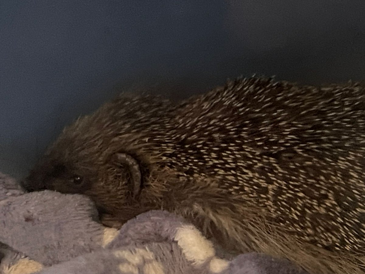 CaerphillyHog's tweet image. Bramble, 700g, came in for a short stay on 31/3 (found tangled up in some brambles early afternoon).  She was a little dehydrated &amp;amp; was treated for ringworm.  Also quite round, possibly pregnant. She was released back to the finder at 914g.
#hedgehog #wildanimals #conservation