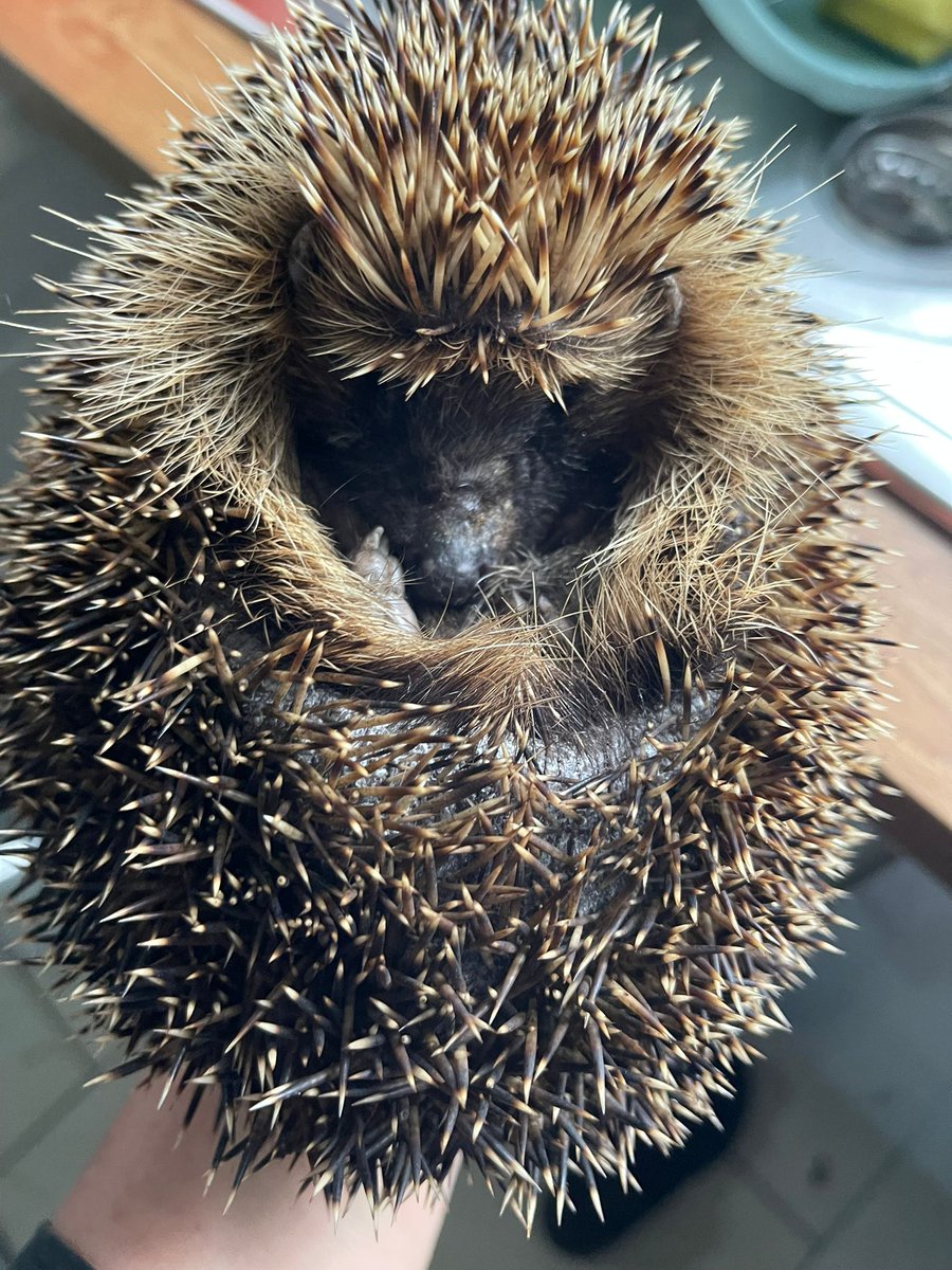 CaerphillyHog's tweet image. Bramble, 700g, came in for a short stay on 31/3 (found tangled up in some brambles early afternoon).  She was a little dehydrated &amp;amp; was treated for ringworm.  Also quite round, possibly pregnant. She was released back to the finder at 914g.
#hedgehog #wildanimals #conservation