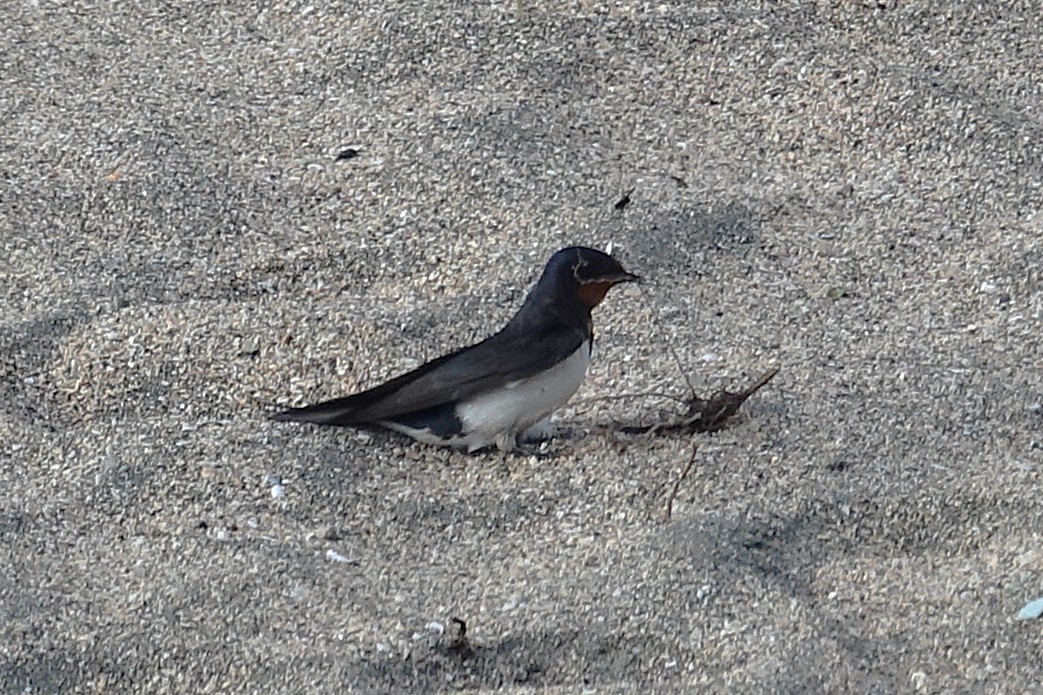 霜月雪 tweet media