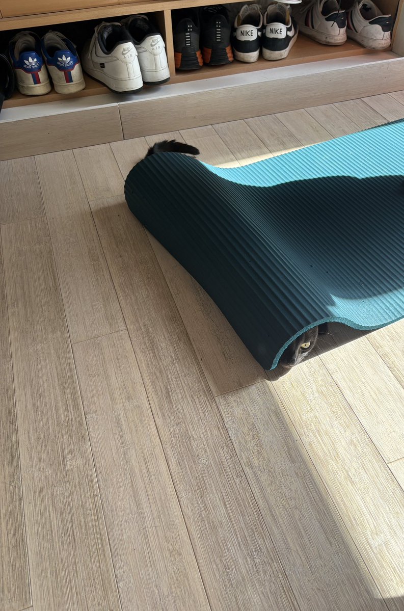 Ti Punch 🐈⬛ tweet media