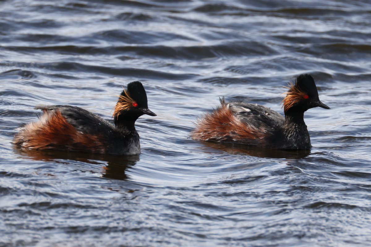 cranky1456's tweet photo. @kirola_hemant Great capture Hemant, here's a pair of Great Crested Grebes & Black-necked Grebes at RSPB St Aidans, near Leeds on Friday.
#birds @CanonUKandIE #photography #ECK #CanonR5mkii #ukbirding #Grebes #birdphotography #TwitterNatureCommunity #TwitterNatgurePhotography #BirdLife https://t.co/HyML4UBVXX