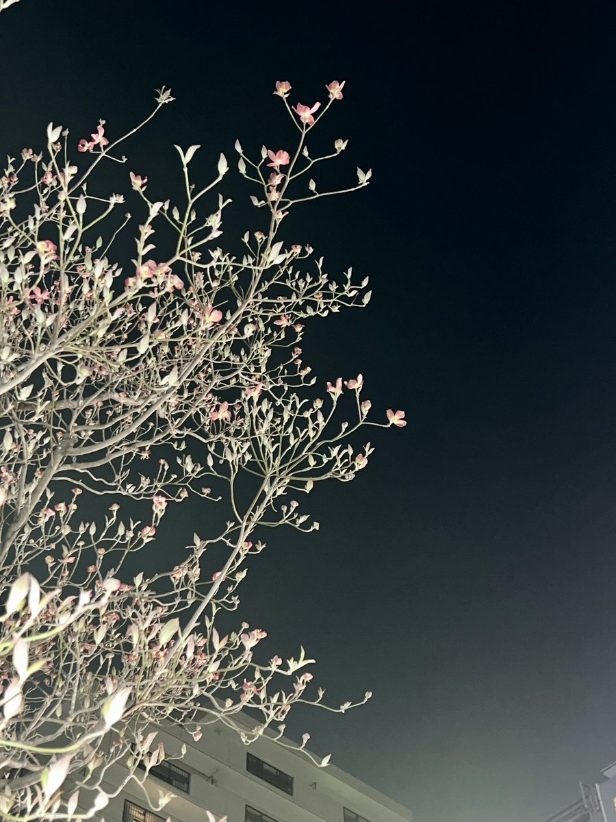 Radimo(レディモ) ！公式 tweet media