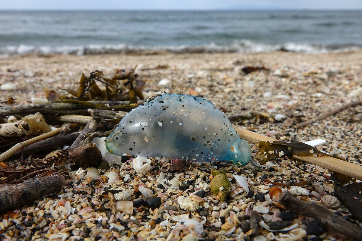 霜月雪 tweet media