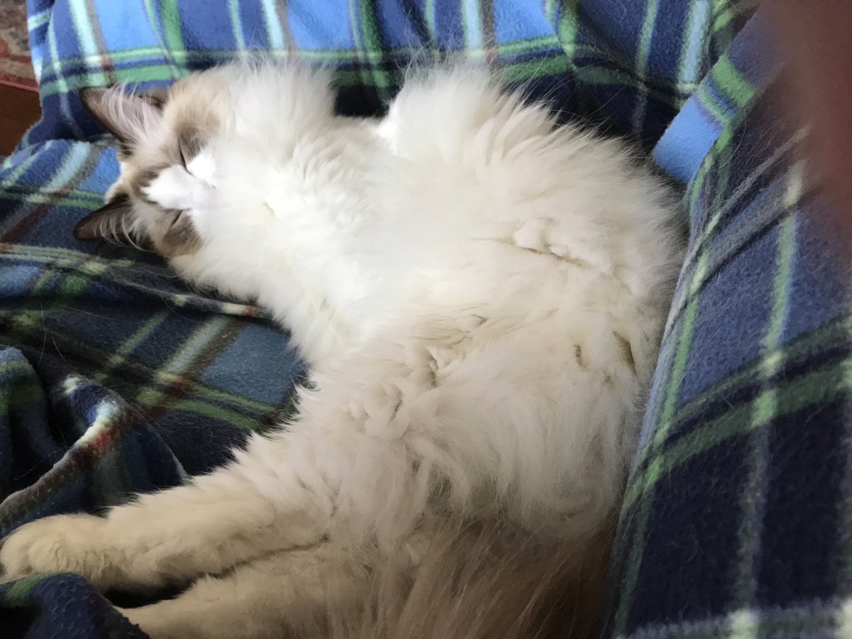 DaisyCatNine's tweet image. Please pet my floof to wake me up so we can read my human’s book! #fluffyfursday #amreading #amwriting 

amazon.com/My-Life-Helen-…