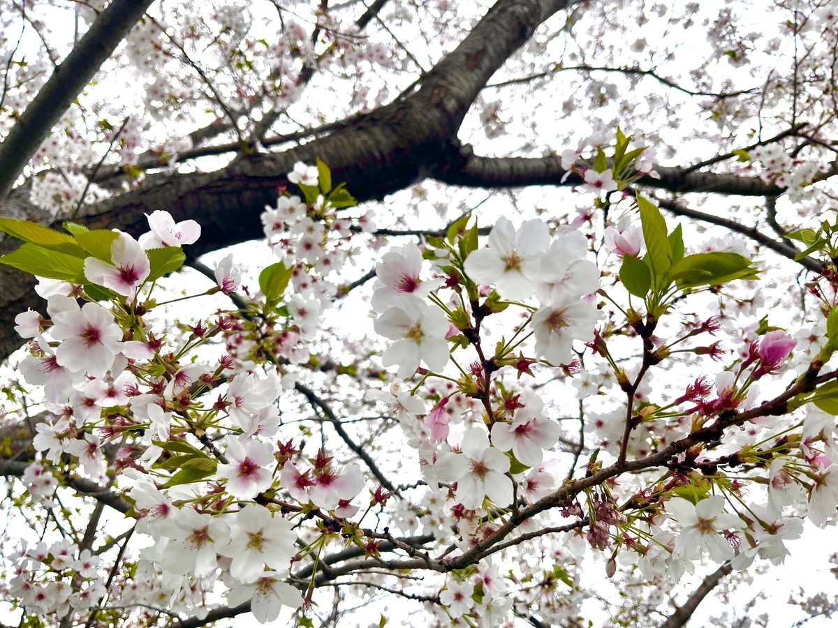 桜って白いのとピンクいのが混ざってるの？もうすぐ花終わっちゃうね