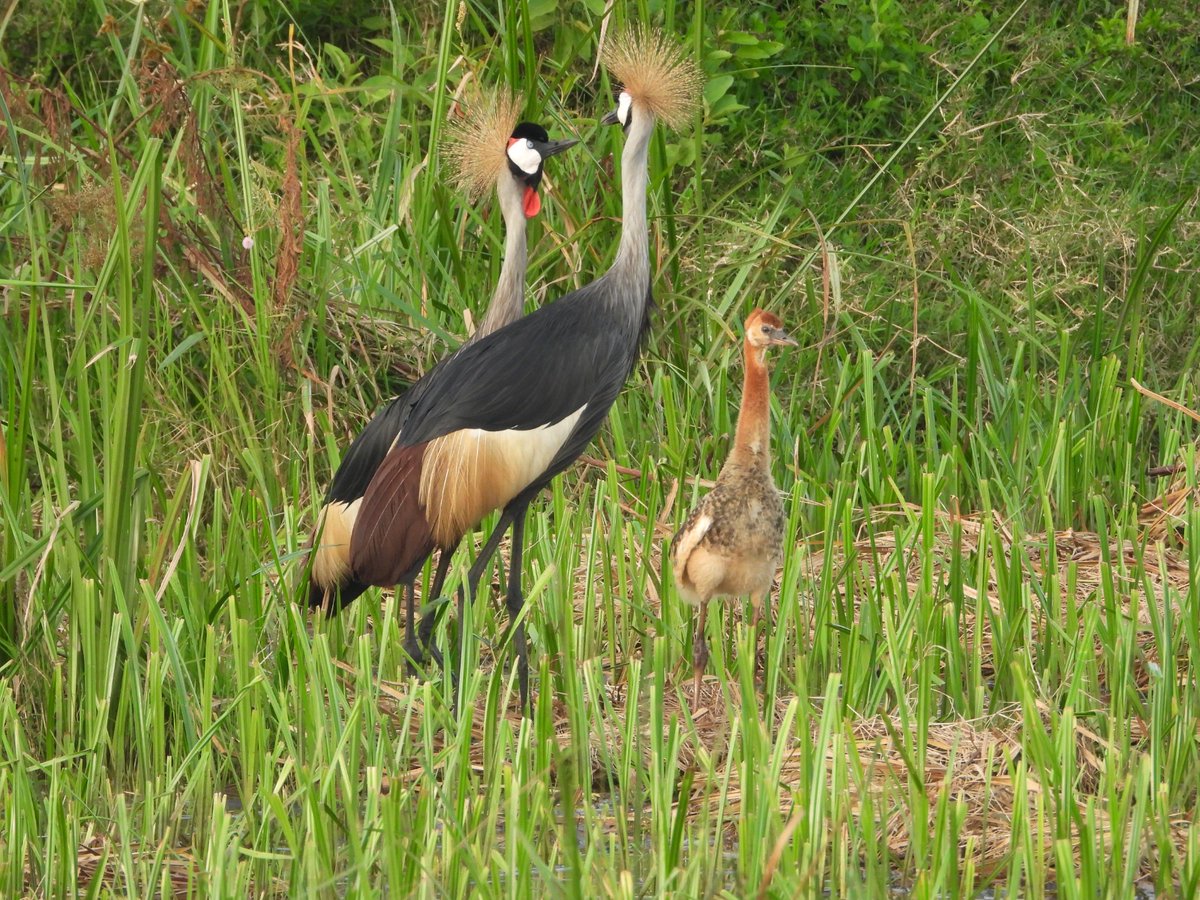 NatureUganda_'s tweet photo. Our #birds, #Wetlands &amp; #forests are under increasing pressure. From community-led restoration to #biodiversity monitoring, we are working to secure a future where people and nature thrive.

👉 Be part of the solution: Visit our website &amp; learn how you can support #conservation. https://t.co/cCdBj1vR7K