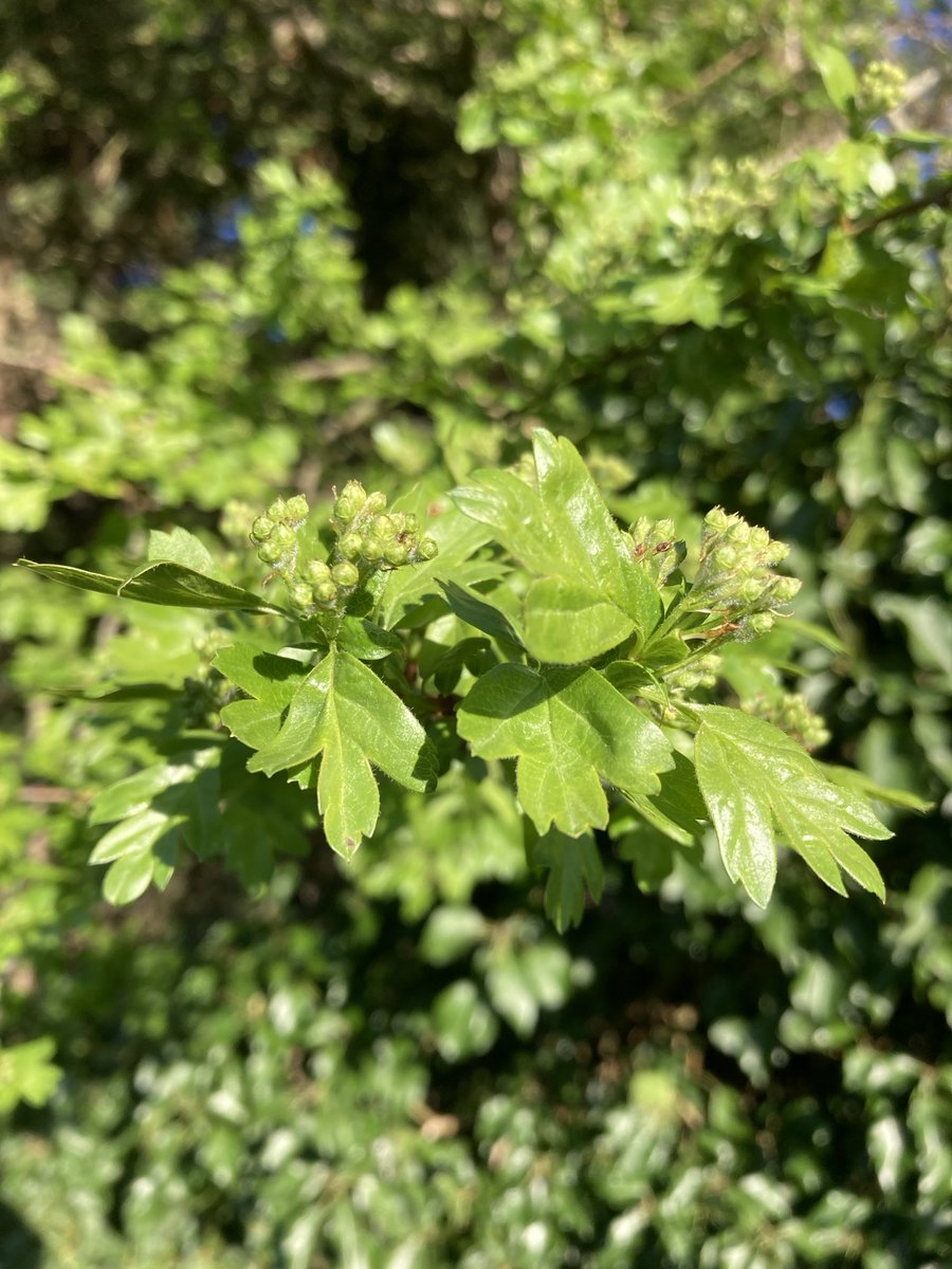 The English Oak Project tweet media