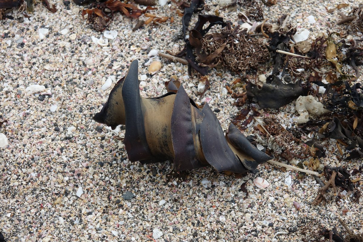 霜月雪 tweet media