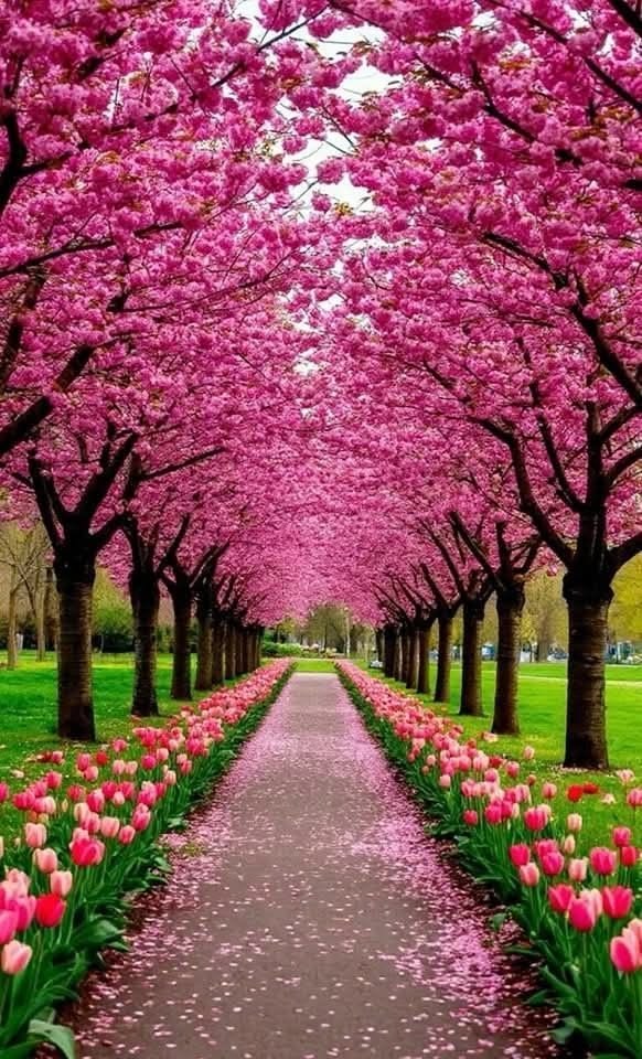Nikol🌹💕🌹 tweet media