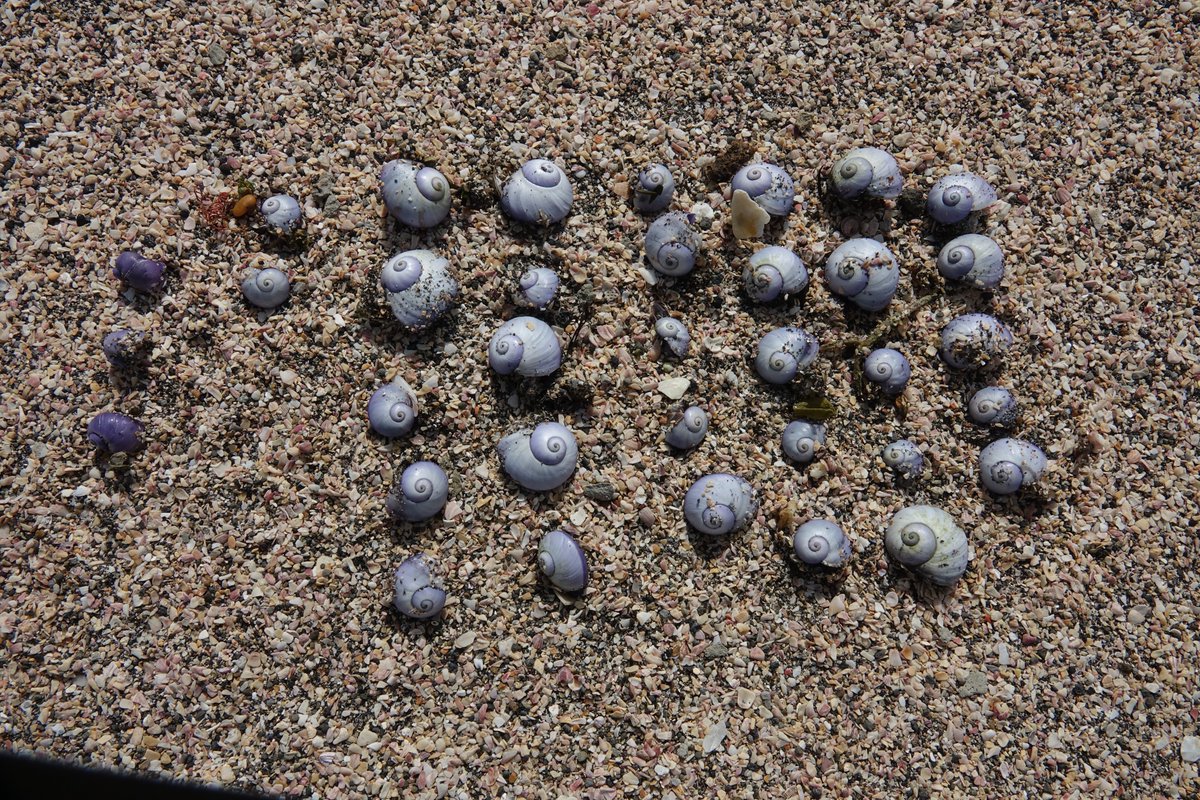 霜月雪 tweet media