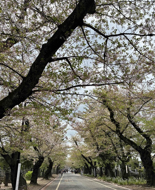 tentennyamama's tweet photo. 東京の桜もそろそろ終わってしまう・・・そんな今日の<ひとり桜フェア>(23日目)は谷中の古民家カフェ「Le coin(ル コワン)」さんで #桜ガレット いただきました🌸https://t.co/ZJGWO483Tj #Lecoin #桜スイーツ #カフェスイーツ #さくらフェア https://t.co/J40KbFeZ9k