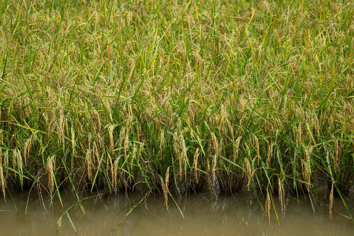 NSTDA THAILAND tweet media