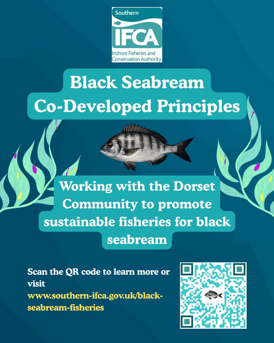 SouthernIFCA's tweet photo. Black Seabream Co-Developed Principles are in place from 01.04.26 in the Purbeck Coast, Poole Rocks &amp; Southbourne Rough MCZs, delivering sustainable management for black seabream with the Dorset Community.

For more information please use the QR code below. https://t.co/31ef5rJXfz