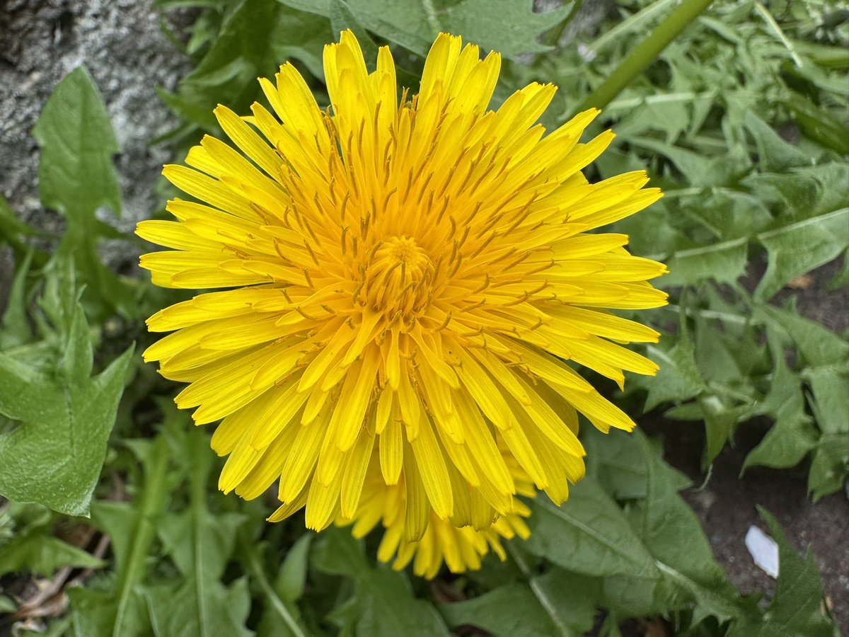 ＭＯＴＯＭＯＴＯ　ICHIGO🍓 tweet media