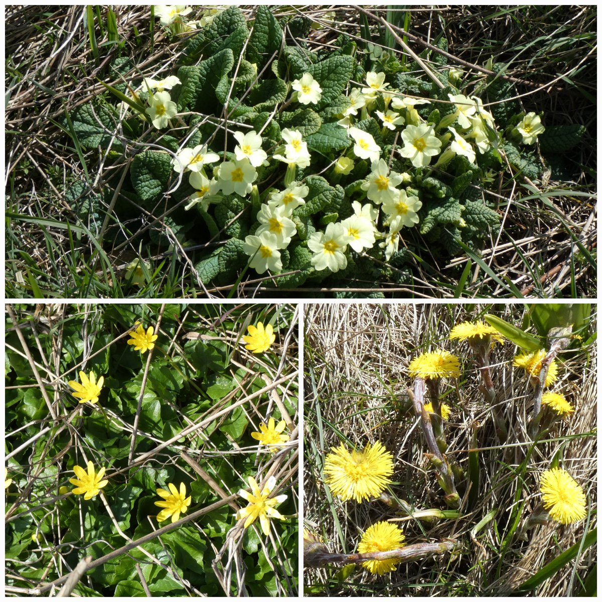 Barbara Nairn~💛💙☮🌱🐦🏴🇬🇱🇵🇸 tweet media