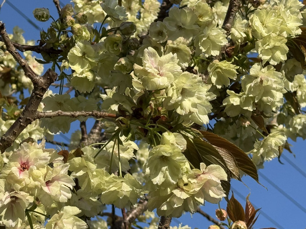 馨くん。★もふもふとタイバニ tweet media