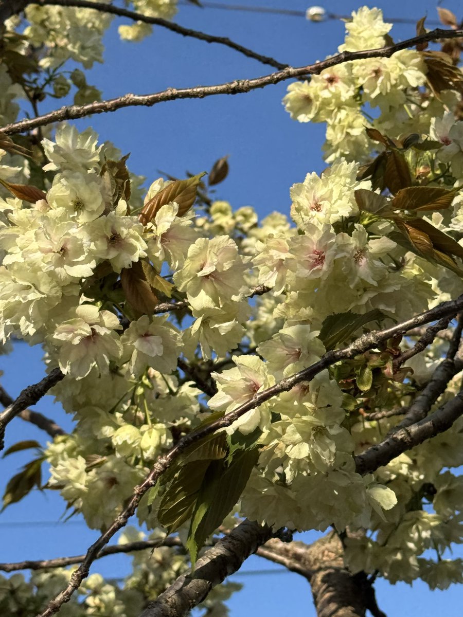 馨くん。★もふもふとタイバニ tweet media