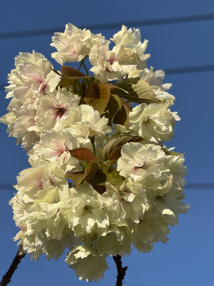 馨くん。★もふもふとタイバニ tweet media