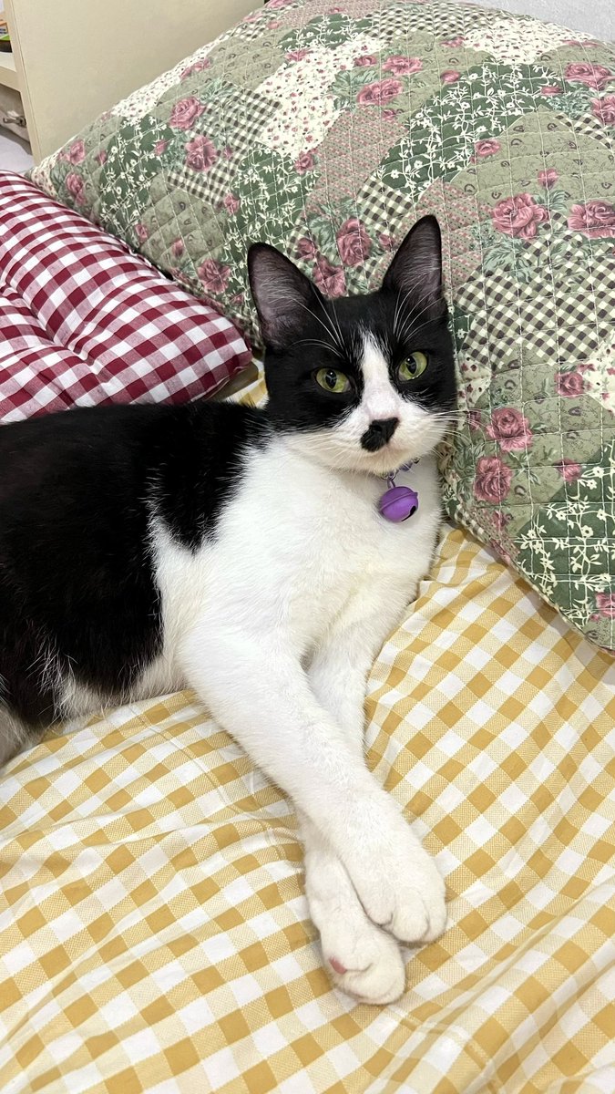 むーも tweet media