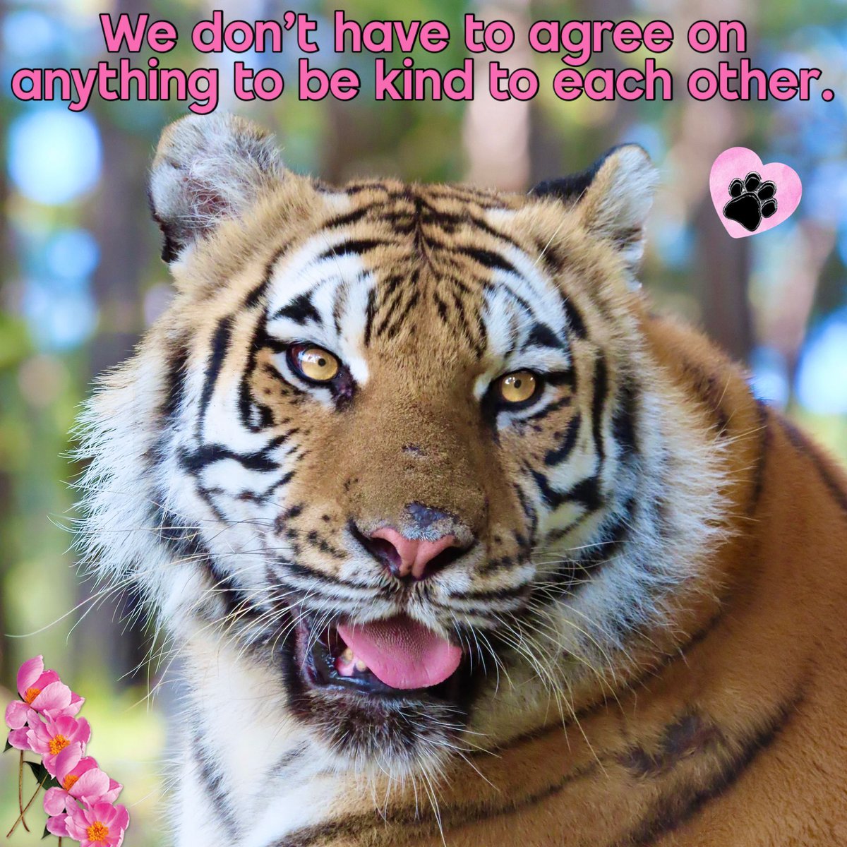 Big Cat Rescue tweet media