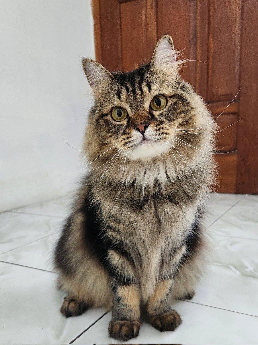 Kevin Mulia tweet media