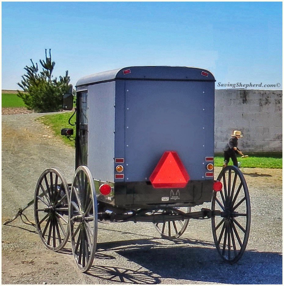 Saving Shepherd tweet media