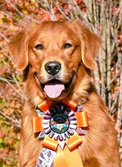 GoldretrieverUS's tweet image. On #ThrowbackThursday 😇Kai won his Senior Hunter (SH) title
Many years to come but a special day. We were a #team!

#teamwork #fieldteam #besties
Dogjocks.photos